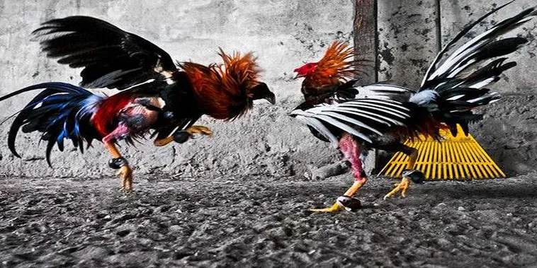 Cách Chơi Đá Gà GA28 789F Chi Tiết Cho Người Mới Bắt Đầu Thắng Lớn