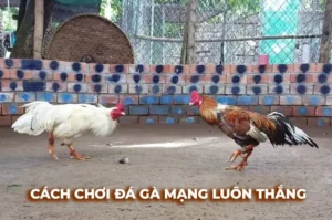 Cách Chơi Đá Gà Sabong Tại 789F Chi Tiết Với Chiến Thuật Đặt Cược Hiệu Quả