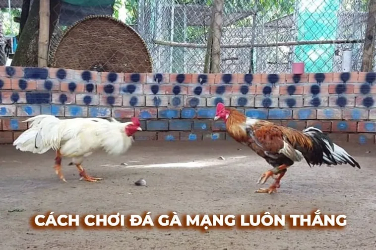 Cách Chơi Đá Gà Sabong Tại 789F Chi Tiết Với Chiến Thuật Đặt Cược Hiệu Quả